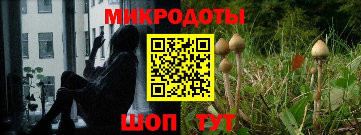 Галлюциногенные грибы Psilocybe Магнитогорск
